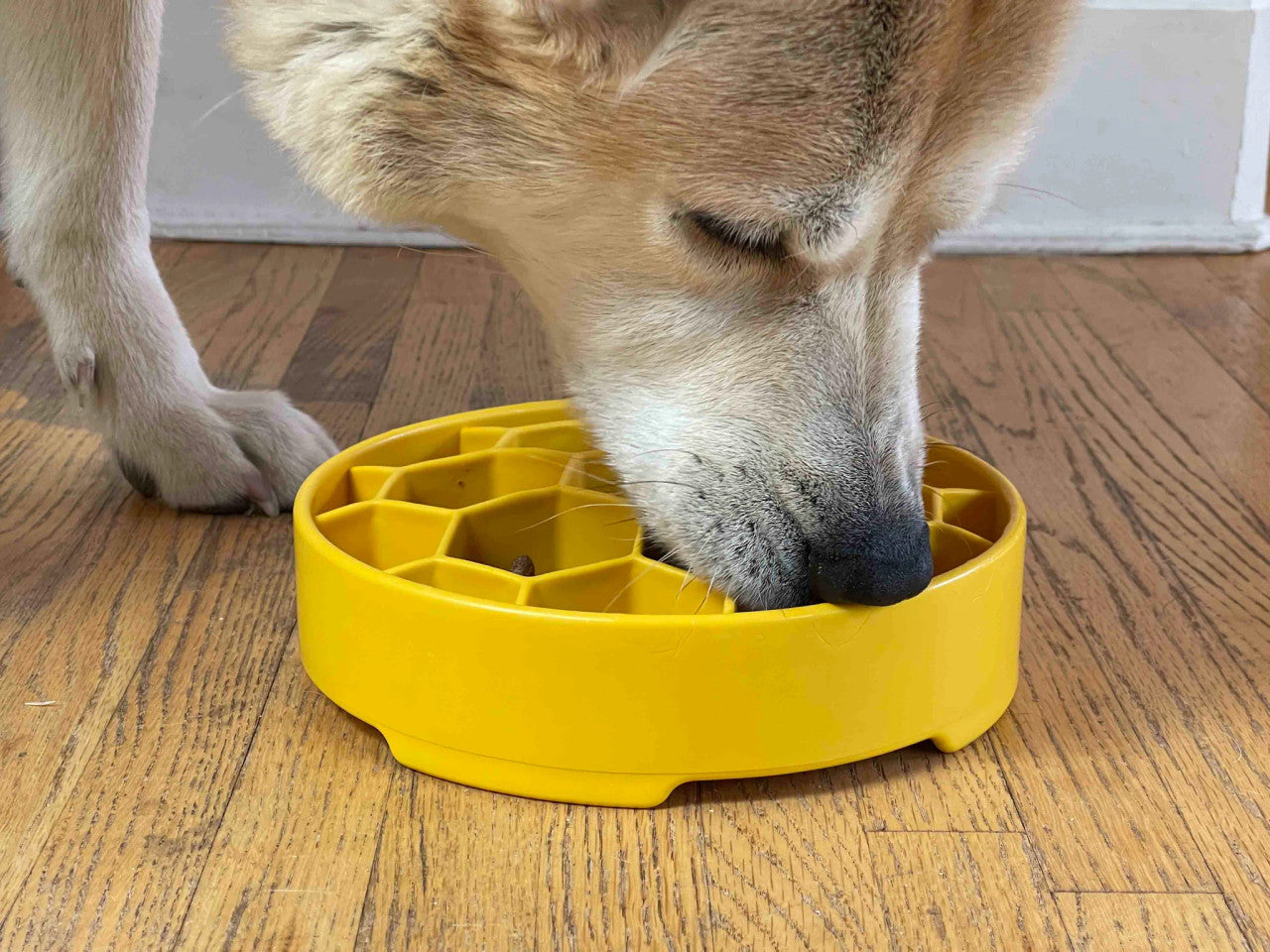 Sodapup Honeycomb slow feed bowl for kibble or raw food