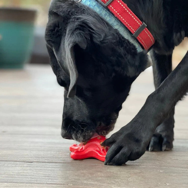 Sodapup durable chew toy starfish for interactive feeding and chewing