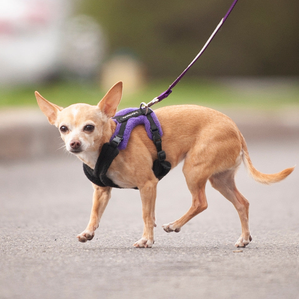 Chihuahua wearing the Tiny size perfect Fit Harness in Purple.