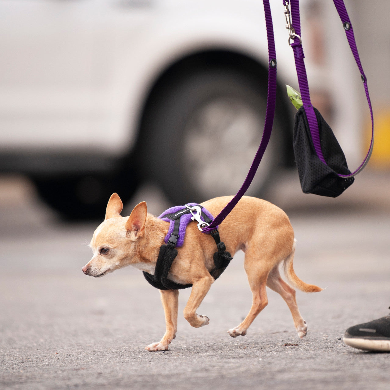 Smoochy Poochy Hands Free Leash double ended clip