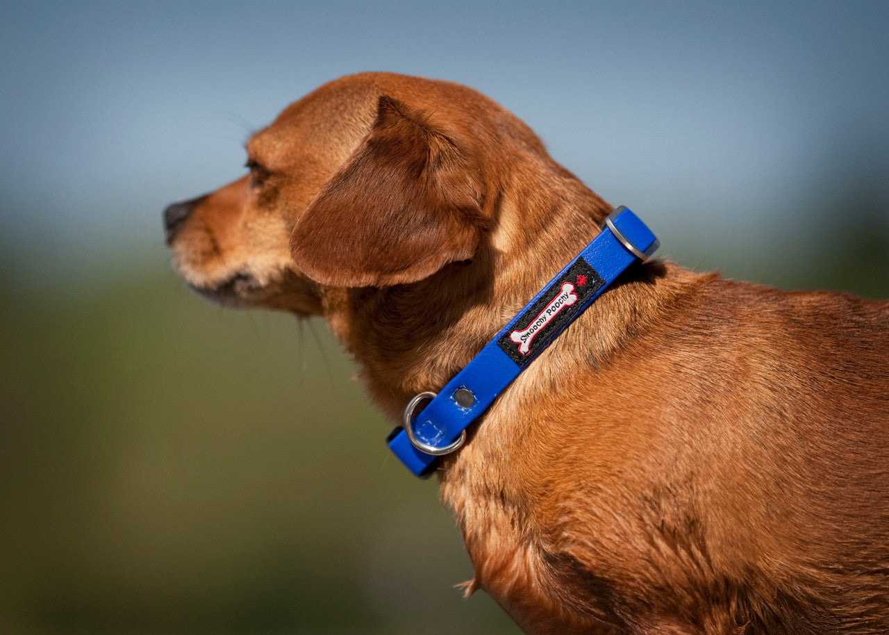 Dachshund Smoochy Poochy Biothane Collar