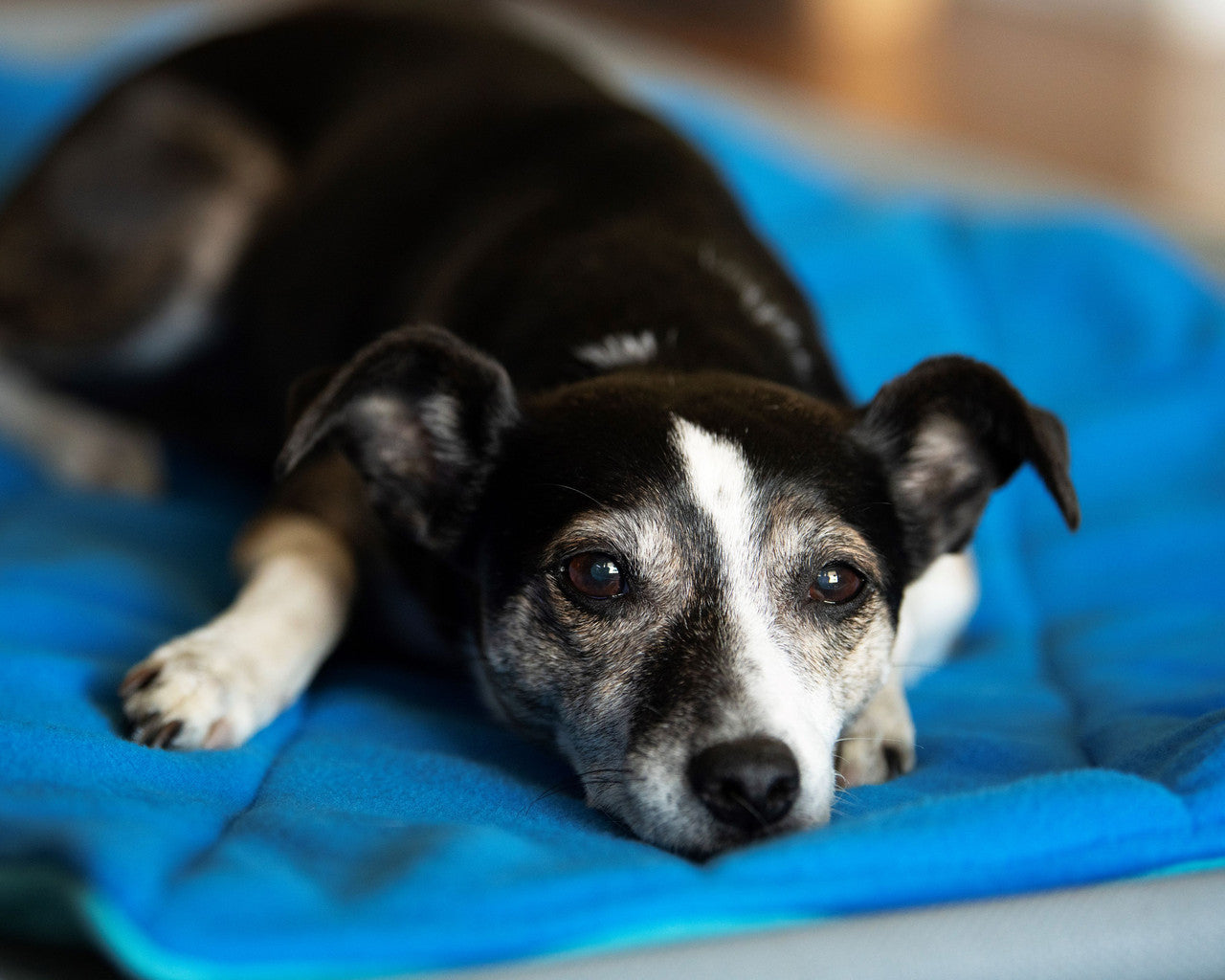 Snuggling on Fleece Bed Topper/Mat in Blue Jay/Arctic Blue