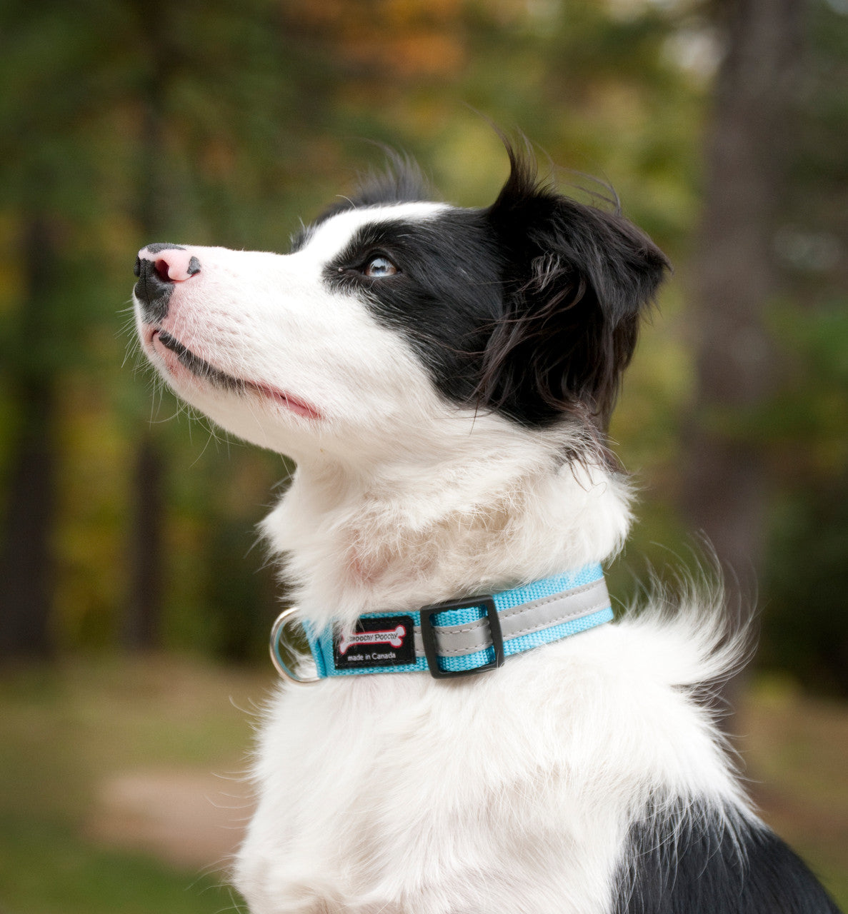 Border Collie wearing the Smoochy Poochy Reflective Collar in Turquoise