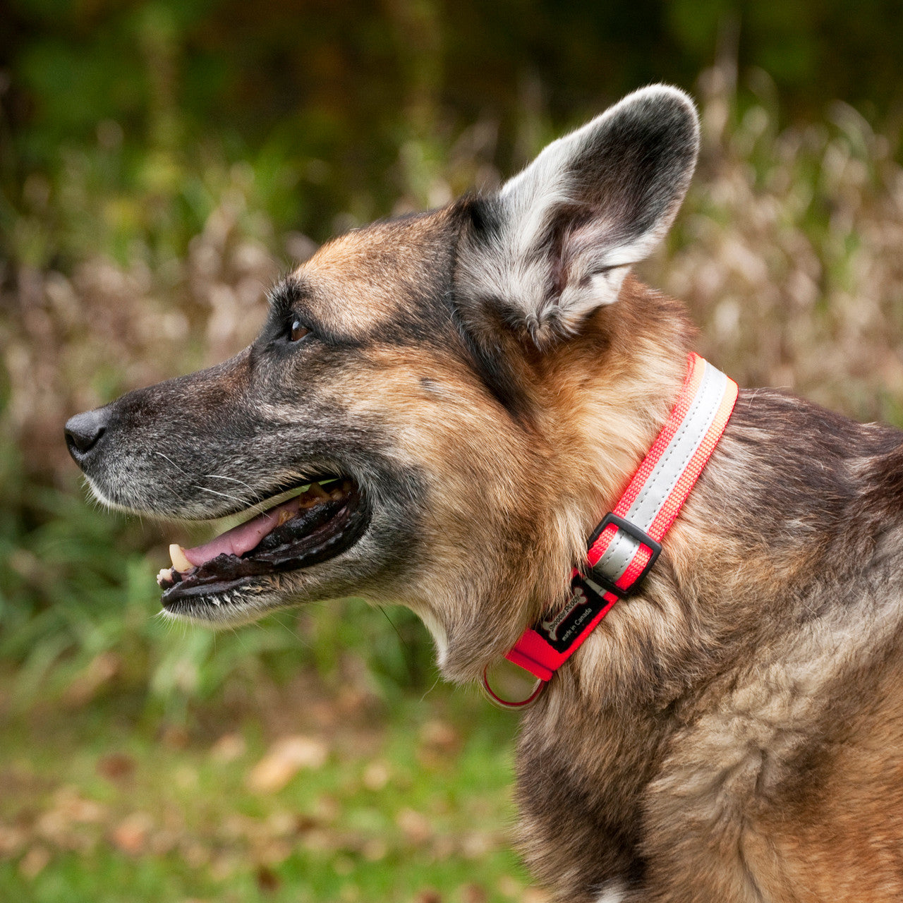 German Shepherd wearing the Smoochy Poochy Reflective Collar in orange