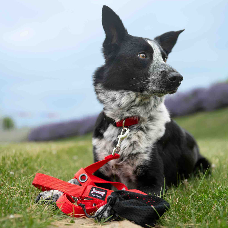 Hands-free dog leash and bungee leash for running and hiking