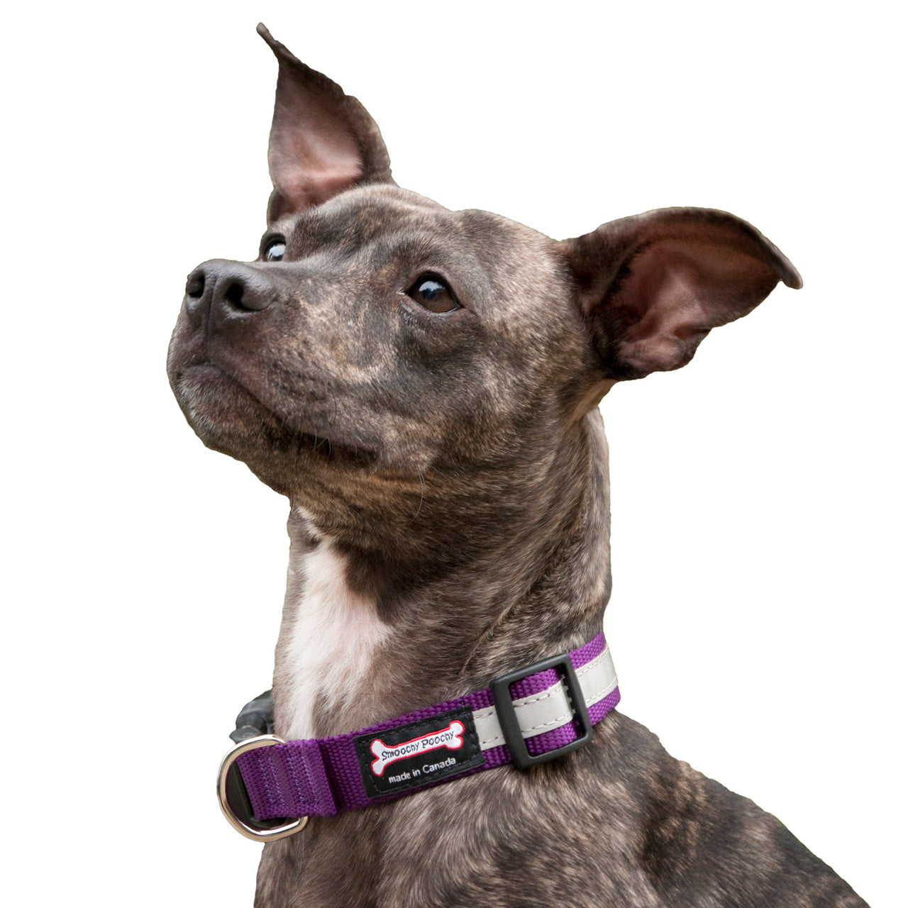 Dog wearing a Smoochy Poochy Reflective Collar in Purple