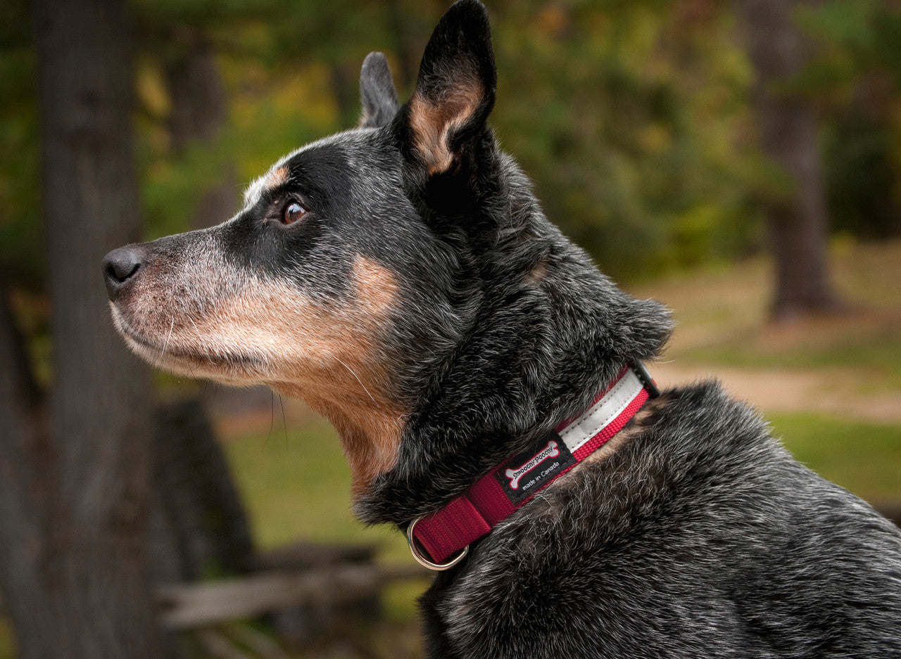 Australian Cattle Dog wearing the Smoochy Poochy Reflective Collar in Red