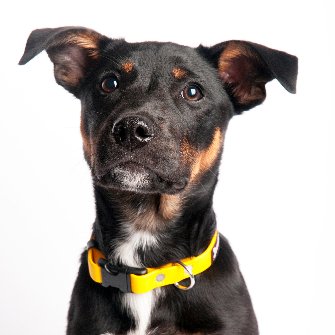 Dog wearing Smoochy Poochy Biothane Collar yellow