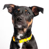 Thumbnail for BUNDLE & SAVE! Smoochy Poochy Collar & Leash - 5/8