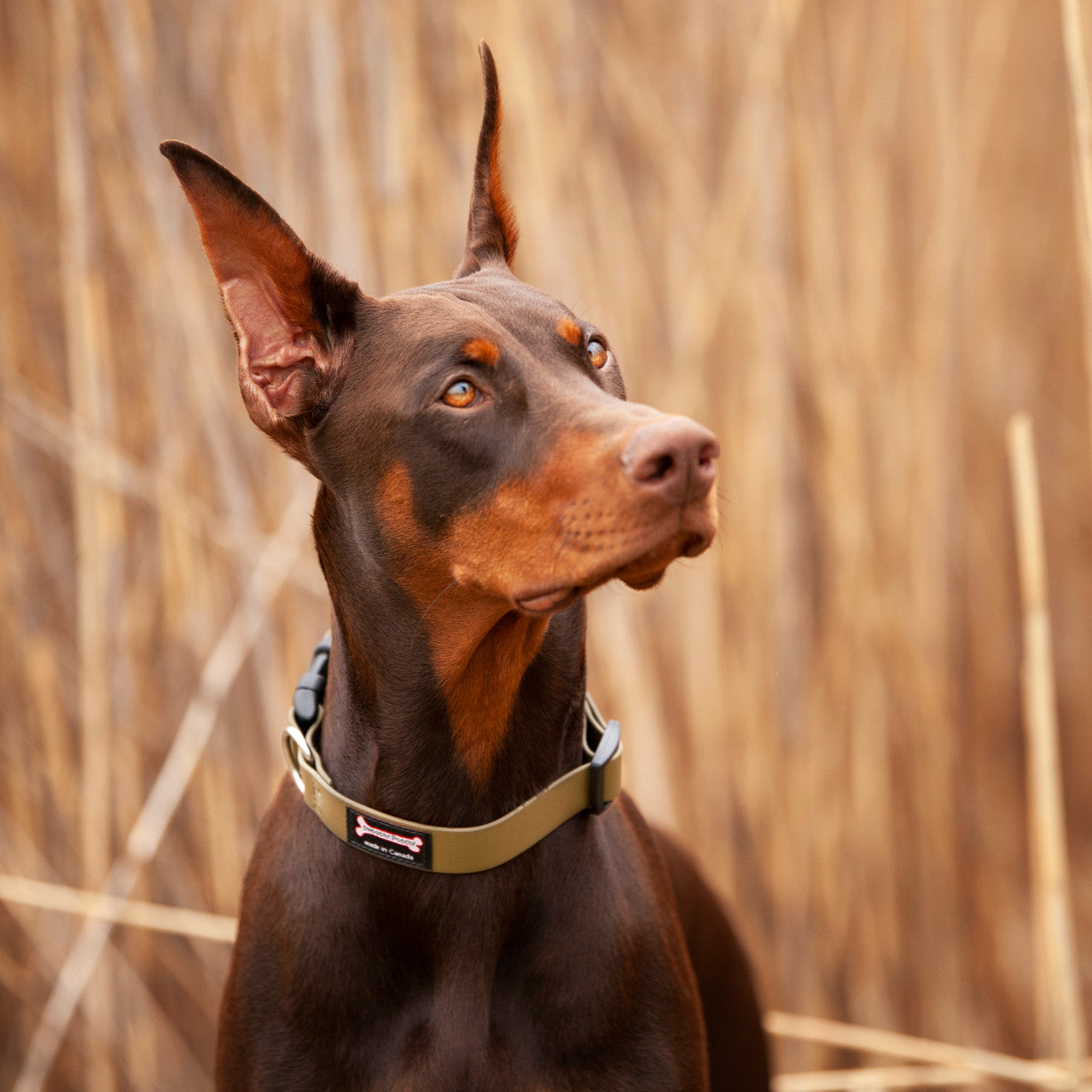 Doberman wearing Smoochy Poochy Biothane Collar