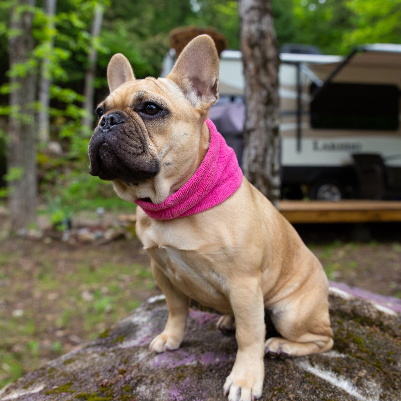 French Bulldog wearing Soaker Bandanna