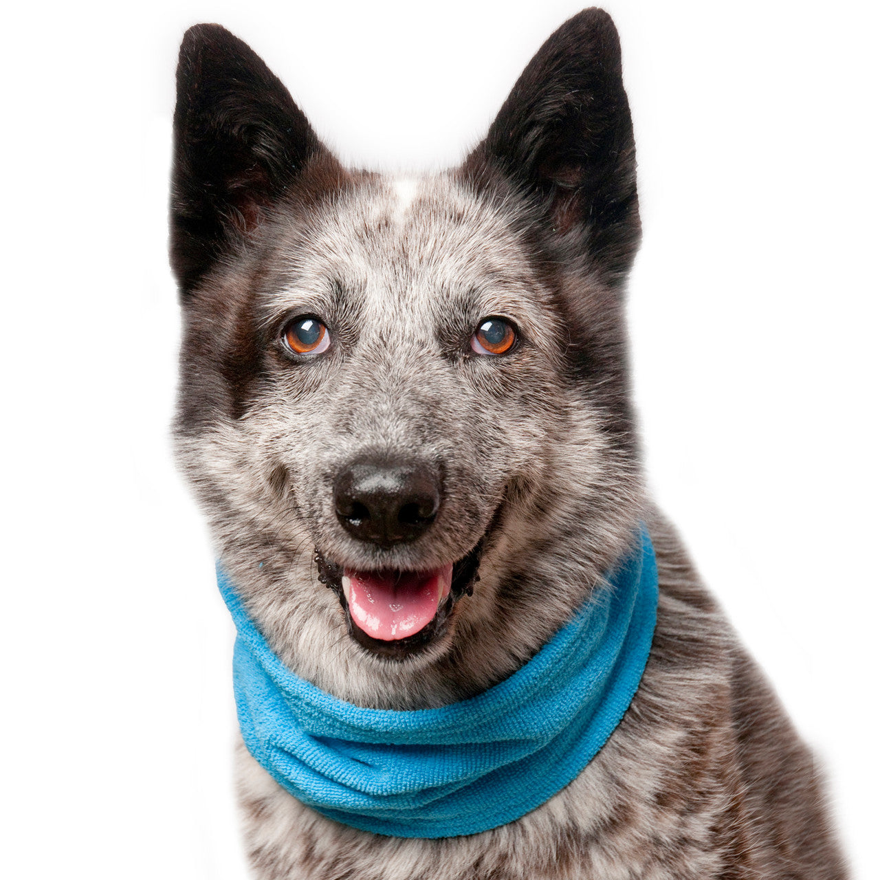 Australian Cattle Dog wearing the Chilly Dogs Soaker Bandanna in Turquoise Medium