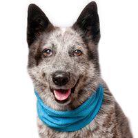 Thumbnail for Australian Cattle Dog wearing the Chilly Dogs Soaker Bandanna in Turquoise Medium