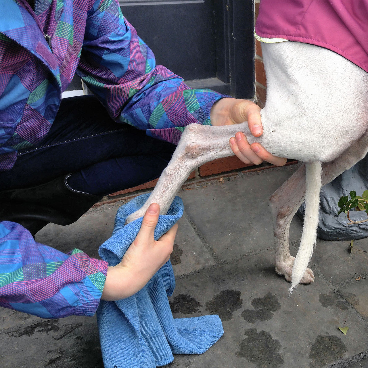 Galgo dog being dried off with Chilly Dogs Soaker Paw Towel