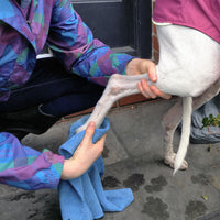 Thumbnail for Galgo dog being dried off with Chilly Dogs Soaker Paw Towel