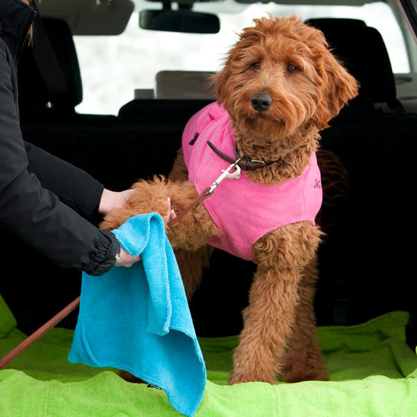 Doodle being dried off with the Chilly Dogs Paw Towel