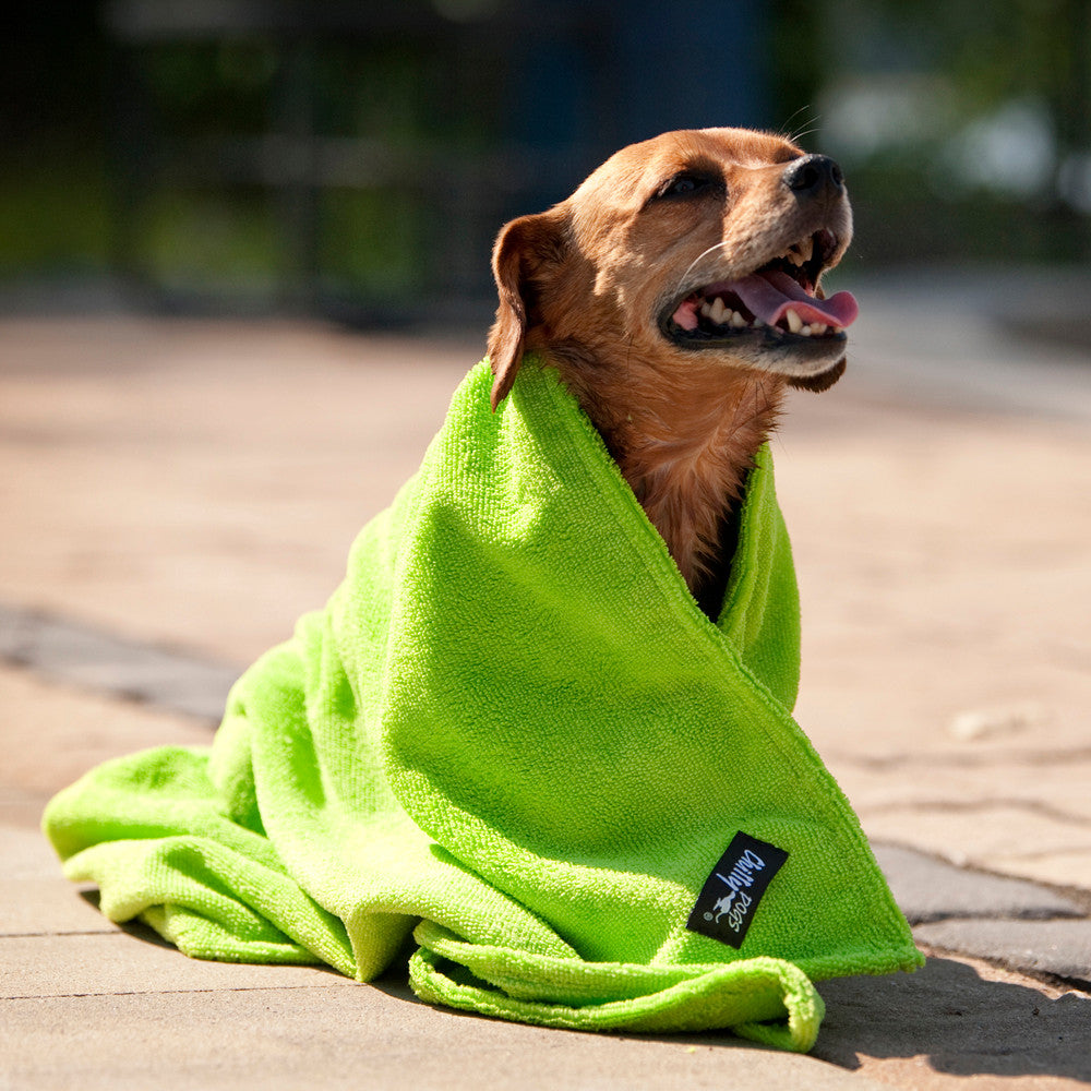 Dachshund wrapped in the Soaker Bath Towel after a swim.