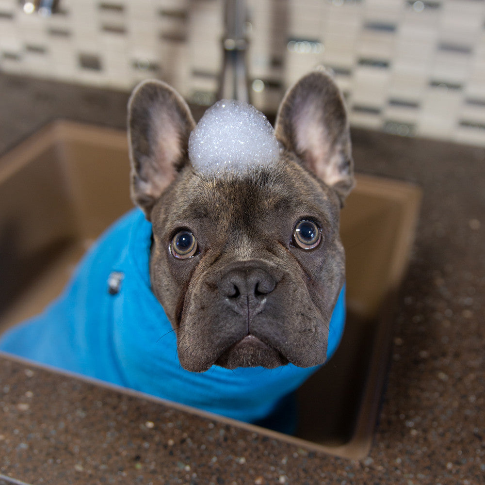 French Bulldog wrapped in the Soaker Bath Towel after a bath.