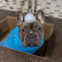 Thumbnail for French Bulldog wrapped in the Soaker Bath Towel after a bath.