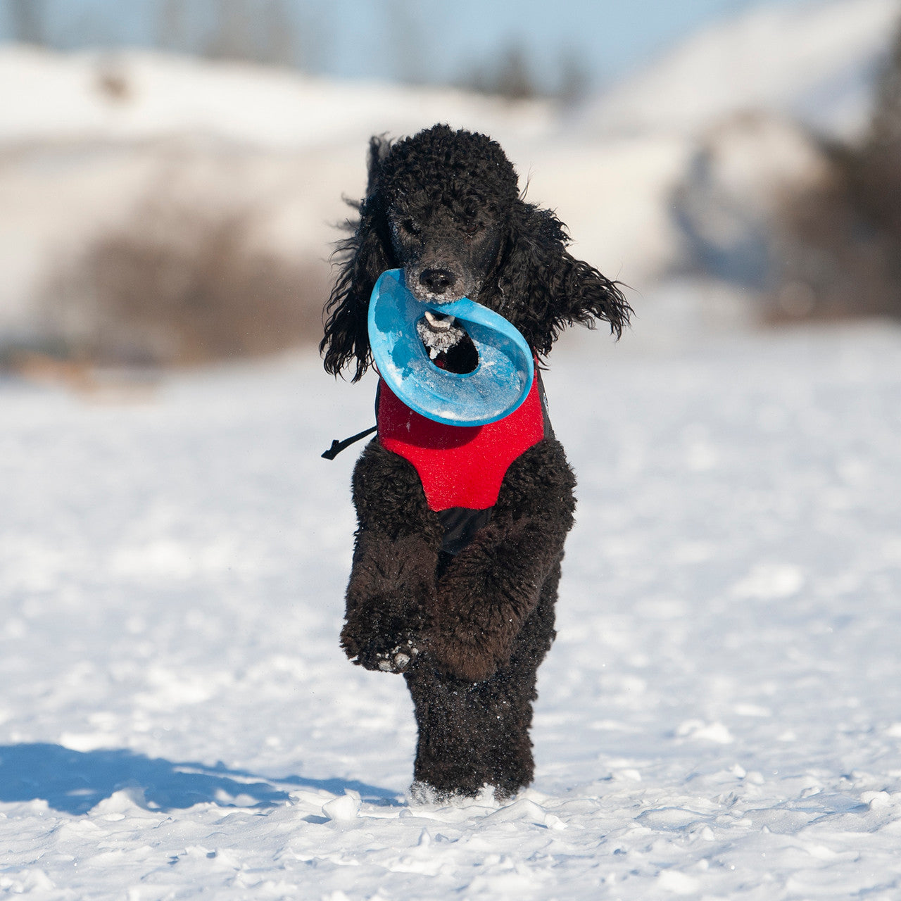 Standard Poodle playing with West Paw Sailz toy