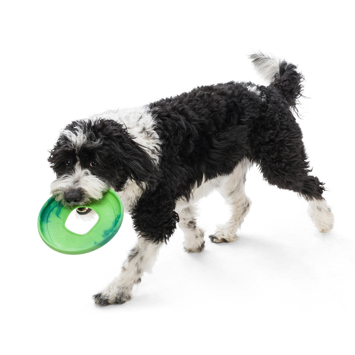 Dog carrying green West Paw Sailz Frisbee Dog Toy