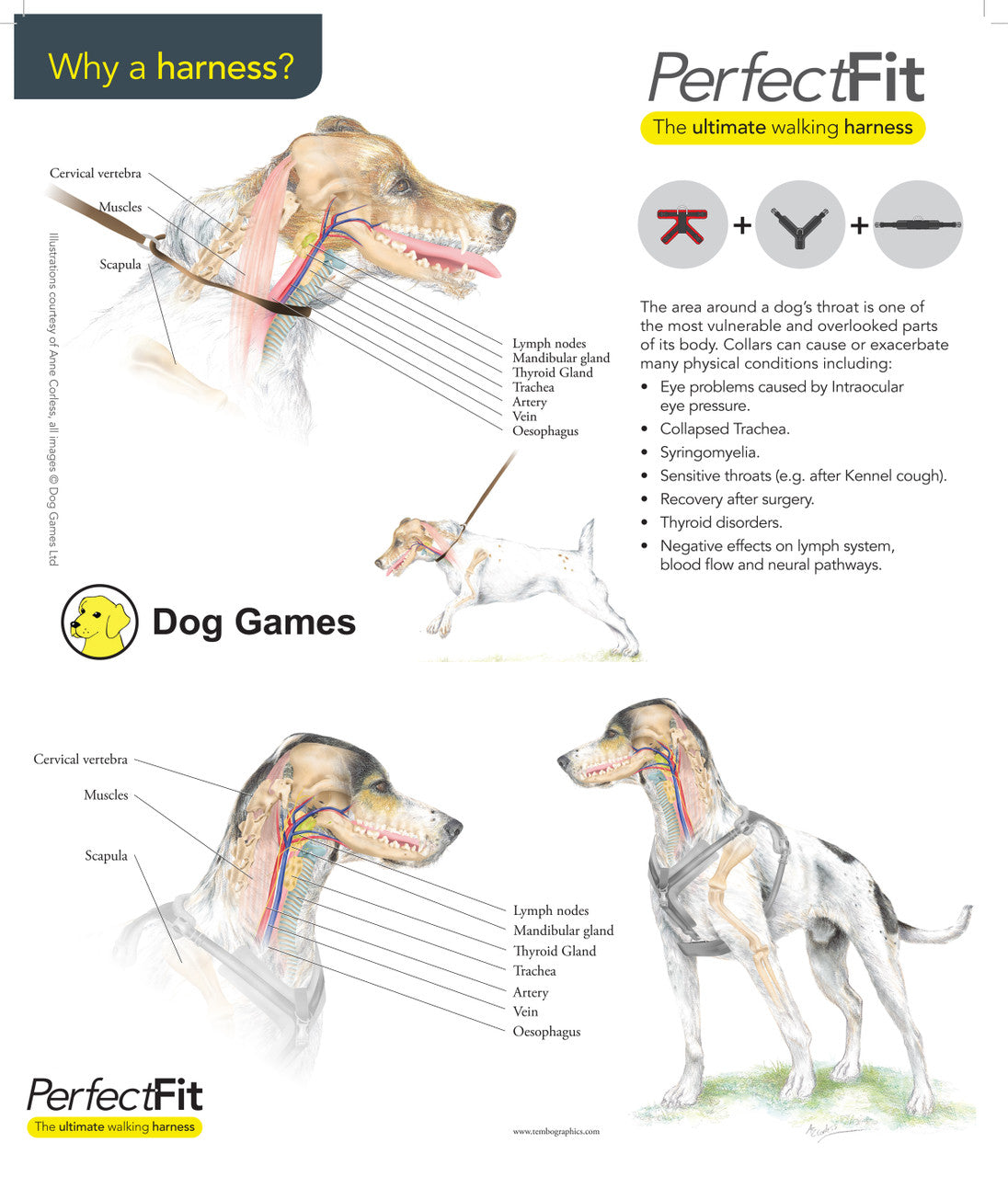 Chart showing why a harness is better for your dog than a collar.