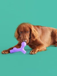 Thumbnail for YOMP Ball Bone chew toy for dogs