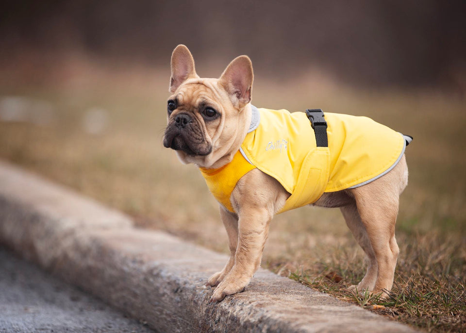 Chilly Dogs Premium Canadian Made Dog Coats for Every Adventure Chilly Dogs Inc
