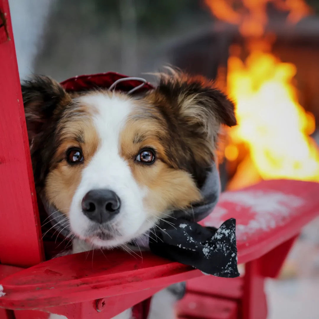 Nahak Dog Boots - Snow