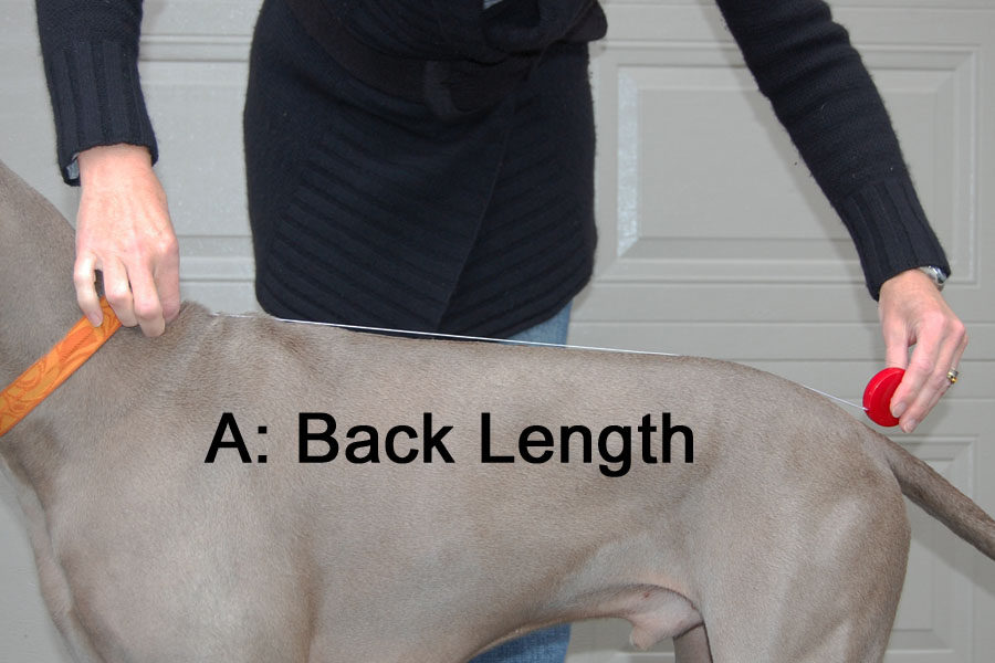 How to Measure – Chilly Dogs Inc