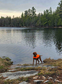 Thumbnail for Chilly Dogs High-Visibility Vest