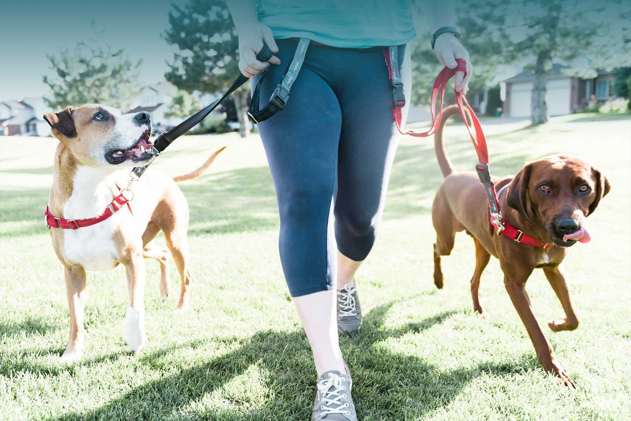 JWalker Dog Harness Pack Walk