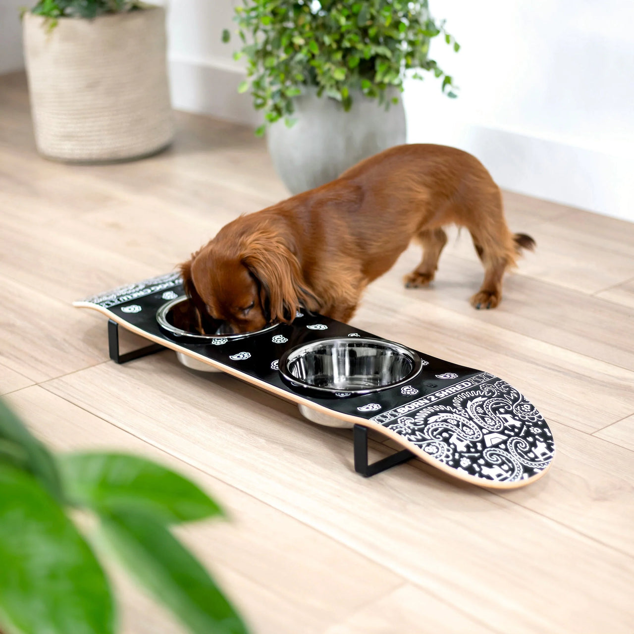 Jiby Dog Crew - Skatebowl - Pawsley