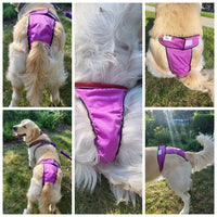 Thumbnail for Jack & Jill High-Cut Dog Diaper Britches