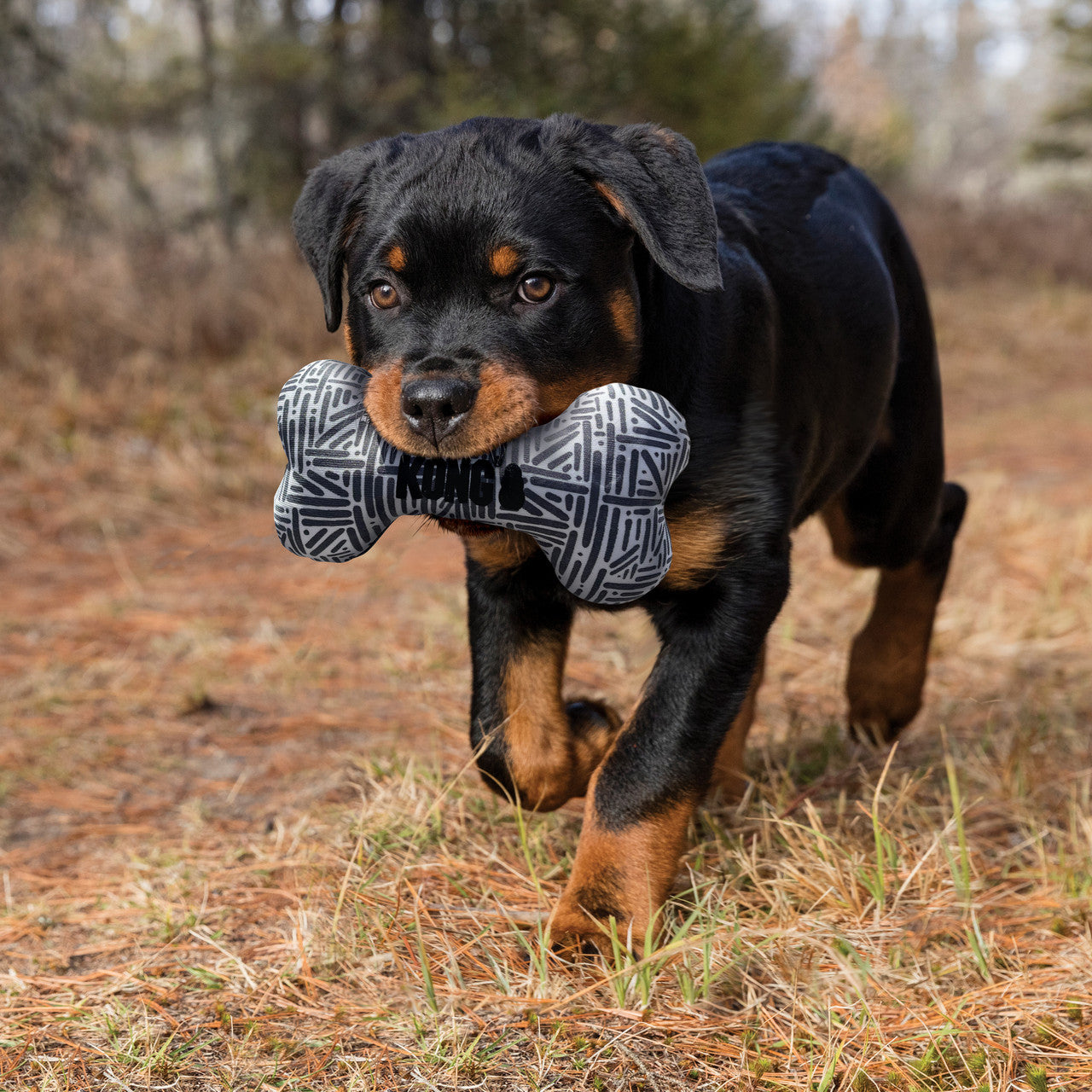 Rottweiler playing with black and white stuffed bone toy by KONG.