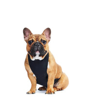 Thumbnail for Belly Bibs - TYNK outdoor dog wear on a seated French Bulldog, featuring a black harness against a white background.