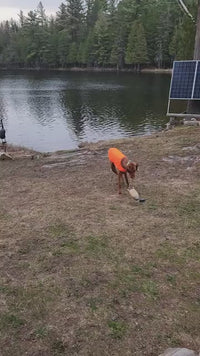 Chilly Dogs High-Visibility Vest