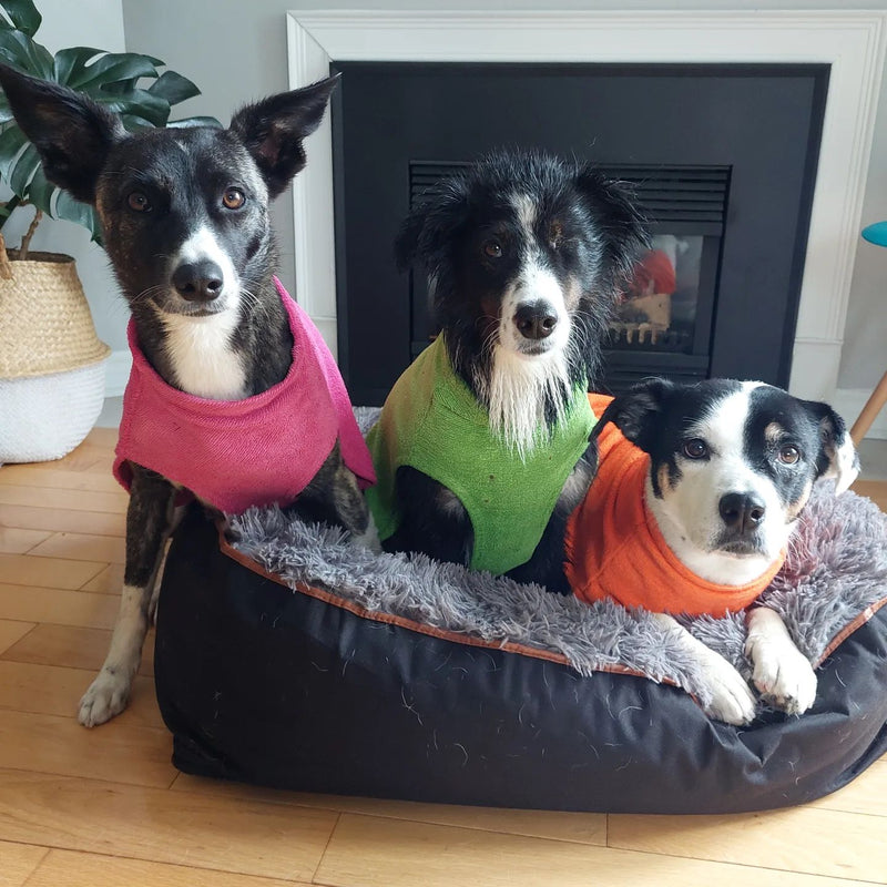 Chilly Dogs Soaker Robe used as a dog cooling coat in summer