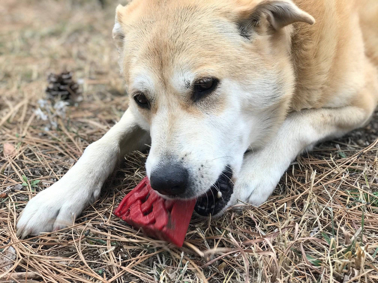 Sodapup Cherry Pie - Ultra Durable Nylon Chew Toy & Food Holder