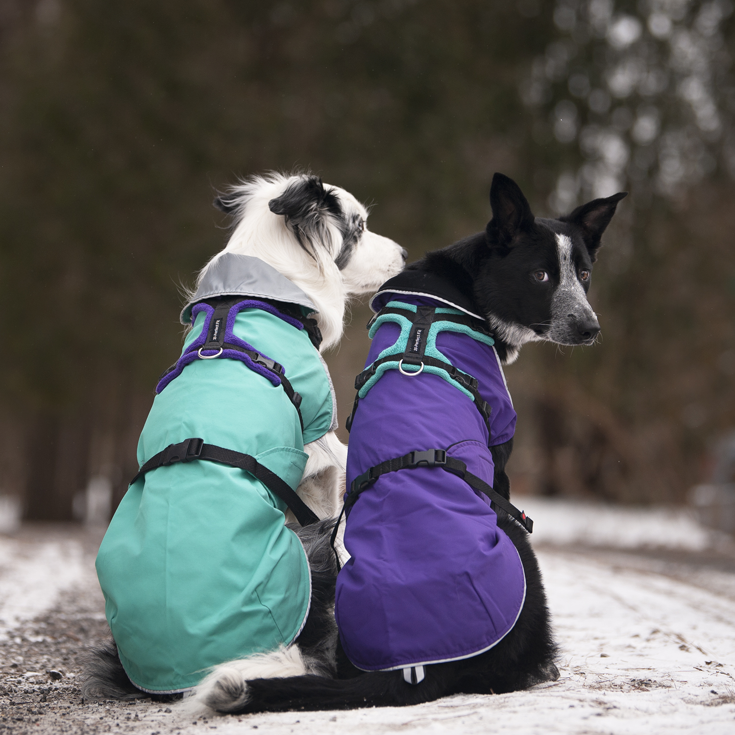 Can My Chilly Dogs Coat Be Worn With a Harness? - Chilly Dogs